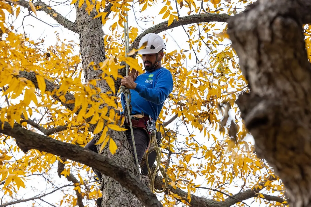 Skilled Tree Pruning crew working in Hollister
